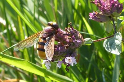 <i>Volucella zonaria</i>