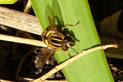 <i>Helophilus pendulus</i>
