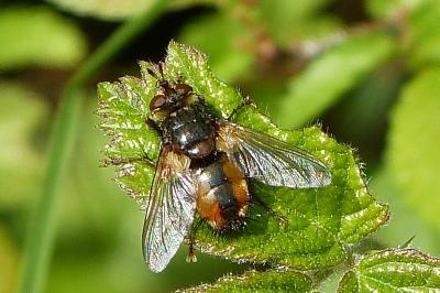<i>Tachina fera</i>