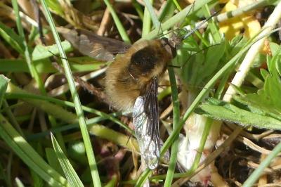 <i>Bombylius major</i>