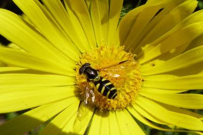 <i>Dasysyrphus</i>