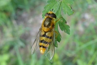 <i>Syrphus</i>