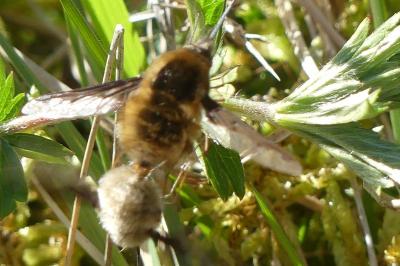 <i>Bombylius major</i>