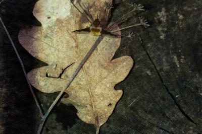 <i>Bombylius major</i>