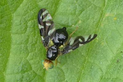 <i>Euleia heraclei</i>
