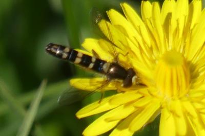 <i>Sphaerophoria scripta</i>