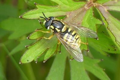 <i>Chrysotoxum cautum</i>
