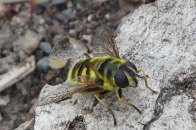 <i>Myathropa florea</i>