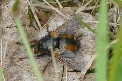 <i>Tachina fera</i>