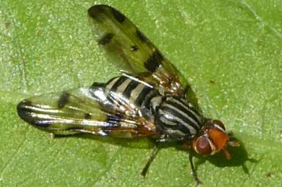 <i>Otites porcus</i>