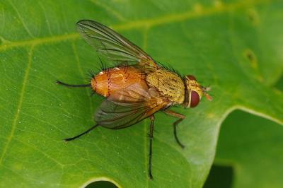 <i>Leskia aurea</i>