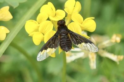 <i>Hemipenthes morio</i>