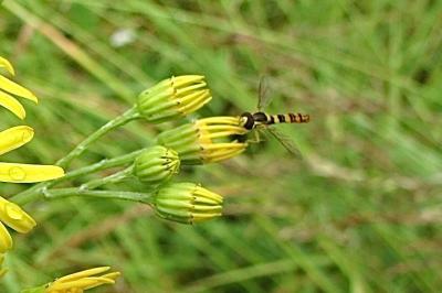 <i>Sphaerophoria</i>