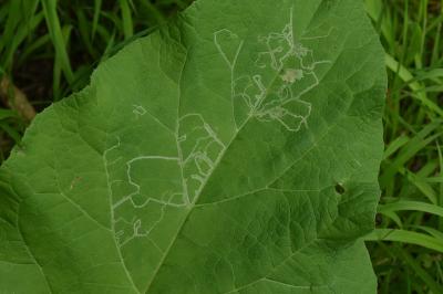<i>Phytomyza lappae</i>