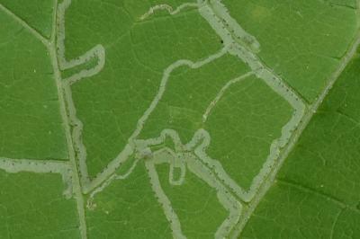 <i>Phytomyza lappae</i>
