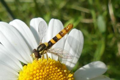 <i>Sphaerophoria scripta</i>