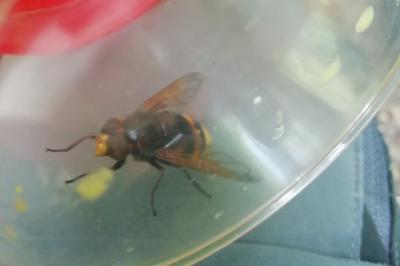 <i>Volucella zonaria</i>