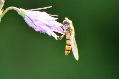 <i>Episyrphus balteatus</i>