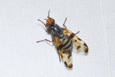 <i>Otites porcus</i>