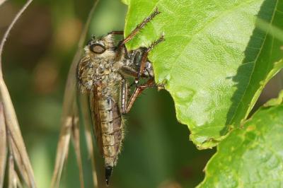 <i>Asilus crabroniformis</i>