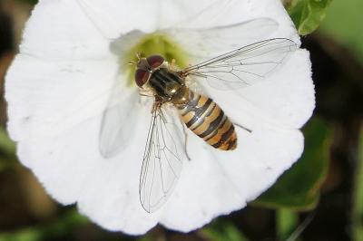 <i>Episyrphus balteatus</i>
