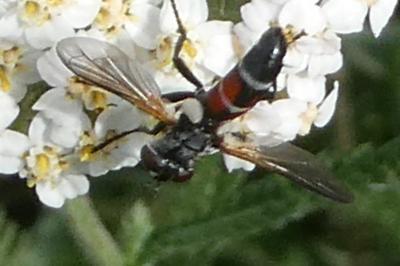 <i>Cylindromyia interrupta</i>
