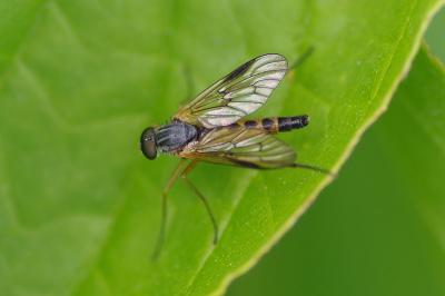<i>Rhagio tringarius</i>
