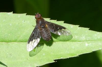 <i>Hemipenthes morio</i>