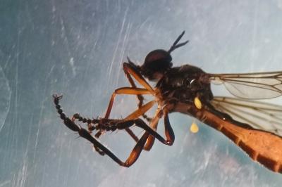 <i>Dioctria hyalipennis</i>