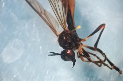 <i>Dioctria hyalipennis</i>