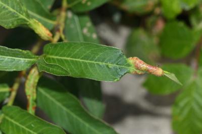 <i>Wachtliella persicariae</i>