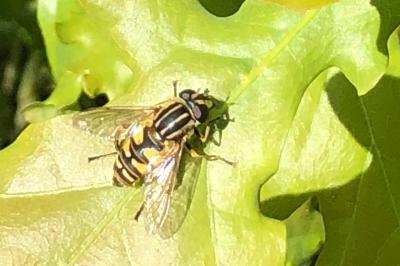 <i>Helophilus pendulus</i>
