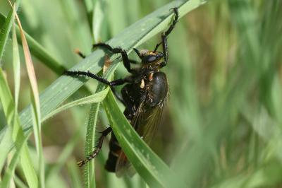 <i>Dasypogon diadema</i>