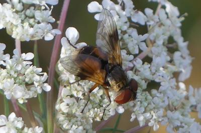 <i>Ectophasia crassipennis</i>