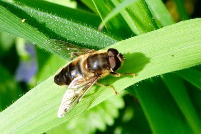 <i>Eristalis pertinax</i>