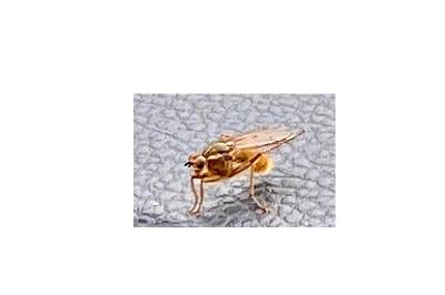 <i>Scathophaga stercoraria</i>