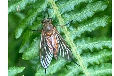 <i>Rhagio</i>