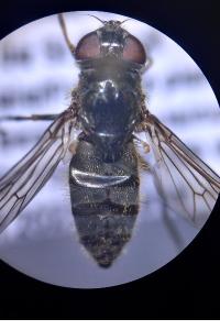 <i>Cheilosia fasciata</i>