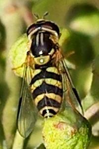 <i>Dasysyrphus albostriatus</i>