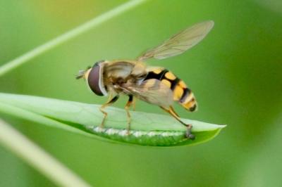 <i>Eupeodes</i>