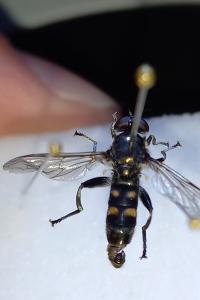 <i>Xylota abiens</i>