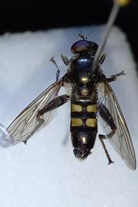<i>Chalcosyrphus nemorum</i>