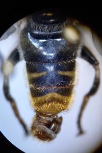 <i>Merodon</i>