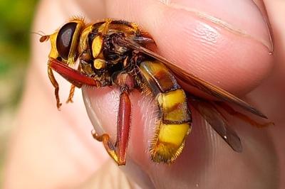 <i>Milesia crabroniformis</i>