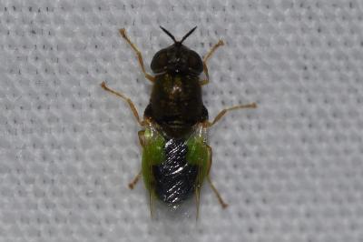<i>Oplodontha viridula</i>