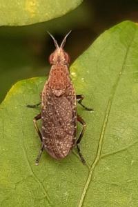 <i>Euthycera</i>