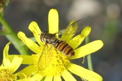 <i>Episyrphus balteatus</i>