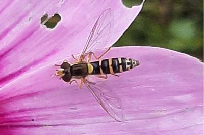 <i>Sphaerophoria</i>