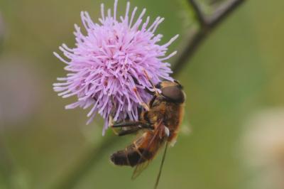 <i>Eristalis</i>