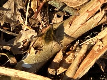 <i>Bombylius major</i>